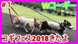 #１【コギフェス】Corgi Festival 2018に行ってきたWコーギ－