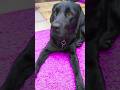 AHHHH! GRASS GONE PURPLE? 💜 #labrador #bestie #lol #viralvideos #shortvideos #fyp #cutegolden #love