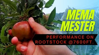 Mema Mester 2284 | Performance on M9 Rootstock @7600ft.