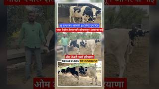 माढा तालुक्यातील शेतकऱ्याने आणल्या गाई #hf #hf_cow #dairy_farming #दुधउत्पादक #मुक्त_संचार_गोठा