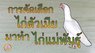 การคัดเลือกไก่แม่พันธุ์จากฝูง...!!!