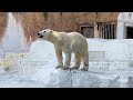 🐻イッちゃんを探して泣いているホウちゃんが可哀想だった･･･💕😢 天王寺動物園