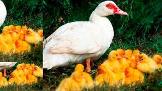 It's Time to Open Up About Animals ducks
