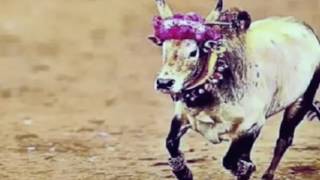 Kandanur suresh jallikattu