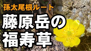 【三重県】藤原岳の福寿草　孫太尾根ルート