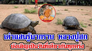 เต่าแสนรู้ไปกุฏิ หลวงปู่ฮก ในช่วงเข้าพรรษา 3 ปีซ้อน