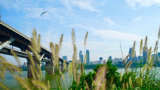 [Seoul 4K] 한여름 오후의 나른하고 시원한 뚝섬 한강공원 풍경| Midsummer Hangang Park scenery | 4K 서울 한국 binaural sound