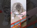 『ねこじゃすり』で愛猫をマッサージしたらまシャかの結果に…🤣 猫