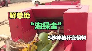 野草地“淘綠金”！哈爾濱牛人發明通吃碎草機，5秒鐘秸稈變飼料【發明迷】