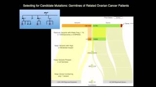 Data Mining TCGA Breast and Ovarian Exomes for Novel Susceptibility Markers - John Martignetti