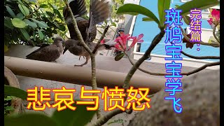 斑鸠宝宝的故事-完结篇-悲哀与愤怒 The Story of Baby Turtle Dove-The End-Sorrow and Anger