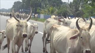 Kumar_Jaffna to Mullithivu streets_2018