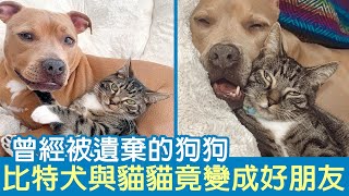 曾經被遺棄的狗狗，比特犬與貓貓竟變成好朋友! | @Dogland888