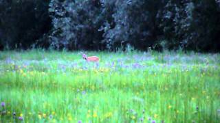 Op safari in de Bommelerwaard (De Ree, Capreolus capreolus)