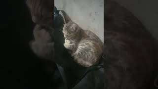 Cat no 2 sleeping video shorts