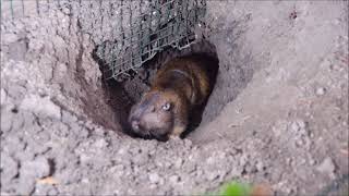 Gopher Hole Plugging