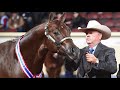 2018 aqha 2 year old stallions