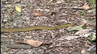 生態保育影片合輯 瑞岩溪野生動物重要棲息環境的動物世界