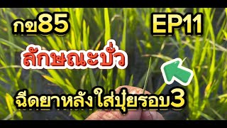 กข85ฉีดยาหลังใส่ปุ๋ยรอบ2อายุ43วันEP11