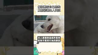 瘋狂撕咬自己的狗 真相卻讓主人哭泣       #寵物 #動物 #可愛