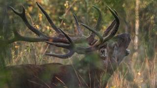 Amazing  red deer bull at rut time /Благородный олень во время гона! #deer #rut #time