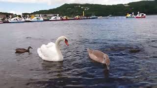 子の食事を見守る白鳥＆鴨とスワンボートと鯉の群れ  山中湖