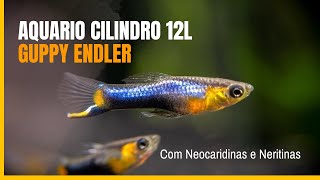 Meu aquário cilindro 12L de Guppies Endlers e Neocaridinas - 22/11/2024 #mrbetta