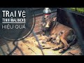 Thăm Mô hình Trại Vệ Tinh Malinois & Bí Quyết để có Lãi/ NhamTuatTV - Dog in Vietnam