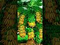 the best method of planting and propagating banana trees from stems.#growingfruits #garden