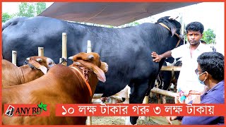 বেড়া চতুর হাট । বিশাল বিশাল ষাঁড় গরুর দাম। ২০২১ কোরবানিতে বিক্রি না হওয়া গরু এবার পাবনার হাটে