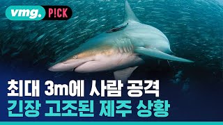 최대 3m에 사람 공격하는데…긴장 고조된 제주 상황 / 비머pick / 비디오머그