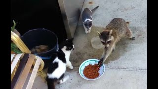 Wild animals caught off guard at the scene of the crime | Animals steal food, Wild Animal Encounters