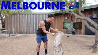 I Fell in Love with a Kangaroo in Melbourne 🇦🇺 | Moonlit Sanctuary