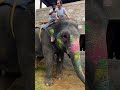 elephant ride elephant fun park shorts shortvideo elephant ride viralshorts