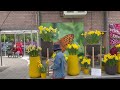 ams vlog 11 welcome to keukenhof flower viewing goodbye may amsterdam daily life