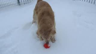 ゴールデンレトリバーの雪遊び♪