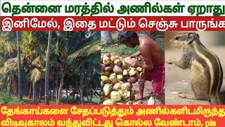 தென்னை மரம் வைத்திருப்பவர்களே விடிவு காலம் வந்துவிட்டது, இனி உங்கள் மரத்தில் அணில் ஏறாது #squirrel