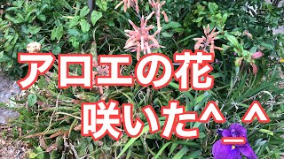 アロエの花が咲きました^_^