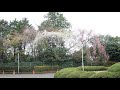 【旅エイター】桜前線『小林牧場』　千葉県印西市・一人旅