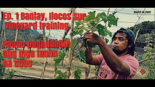 Ep. 1 Bantay,Ilocos sur. Vineyard training, paano pagandahin ang mga tanim na ubas