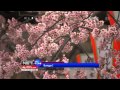 NET24 - Bunga Sakura Bermekaran di Tokyo Jepang