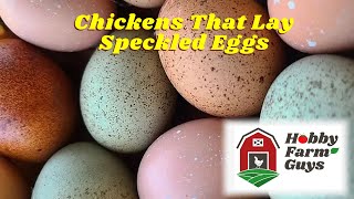 A Guide To Chickens That Lay Speckled Eggs