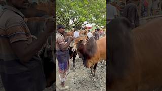 Hazratpur haat sales were very poor last Saturday due to rain #cow #cowlover #viralshorts #viralpost