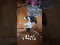 ぽかぽか　 猫 ねことの暮らし 猫のいる生活