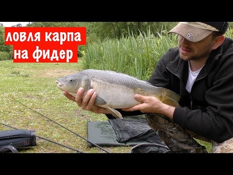 Техника ловли карпа на фидер на пруду и сборка снасти Техника ловли карпа на фидер на пруду и сборка снасти