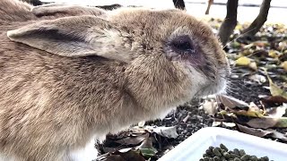 クシャミに鼻水、顔に大怪我。満身創痍の野うさぎに出会いました