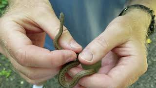 Northern Brownsnake