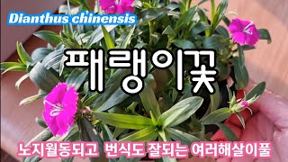 삽목으로 쉽게 번식되는 패랭이가 베란다에서 꽃이 피고 있어요. (노지월동가능)