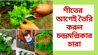 চন্দ্রমল্লিকার কাটিং || Cutting of Chandramallika flower plant