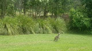 Kangaroo High Jump